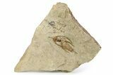 Rare Apatokephalus Trilobite With Two Lonchodomas #255442-1